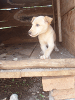 Moderm dog rearing in Mwangwe started