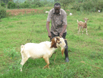 The chairman MRDA, Mr. Musubire involved in Goat rearing project