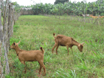 Mwangwe Goat rearing Project
